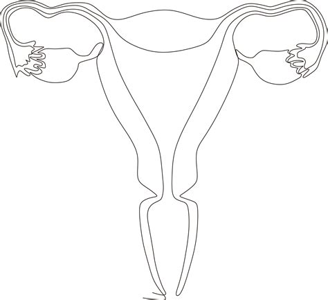 otgasmos femeninos|aparato reproductor femenino dibujo.